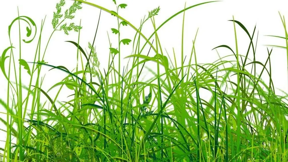 Ботаника: Шепот листьев