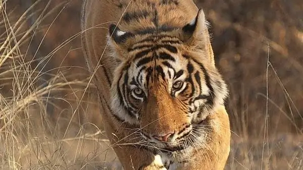 Защита видов: уборка для кошки