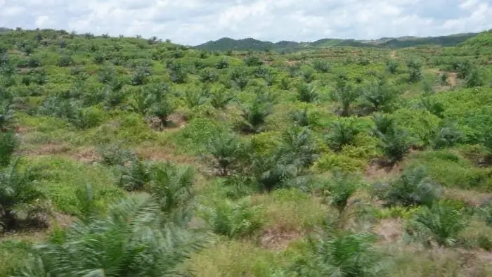 Охрана климата: Отрицательный баланс