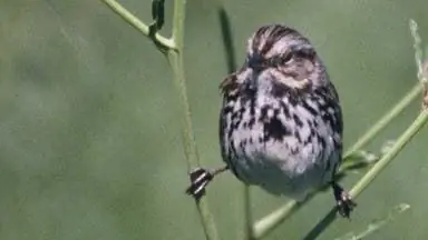 Песня: Двойное подслушивание