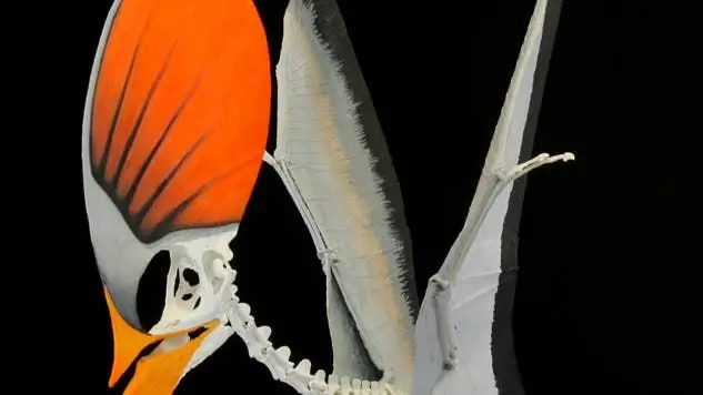 Палеонтология: Птеродактиль плыл против ветра