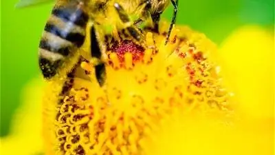 Зоология: Источники опасности влияют на танец пчел