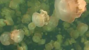 Океанография: море смешивается при плавании