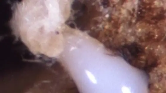 Энтомология: Гипс для растения