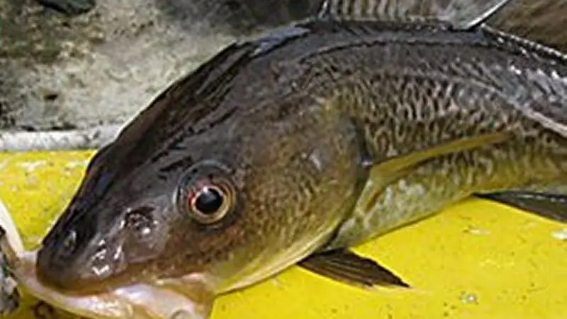 Ихтиология: Со времен каменного века треска уменьшилась в размерах