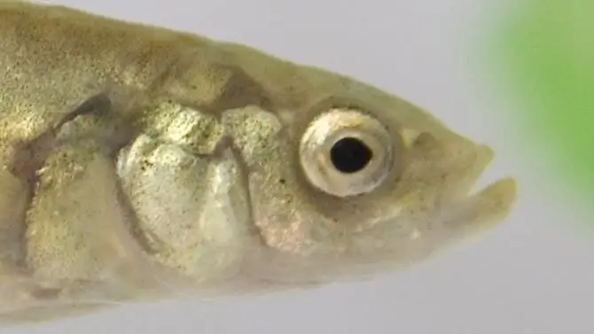 Социальное поведение: рискованное одиночное усилие