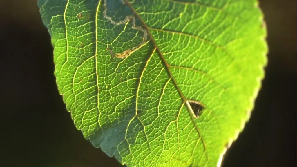 Экология: Зеленое отопление