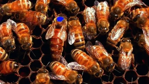 Биология развития: Royal Fare