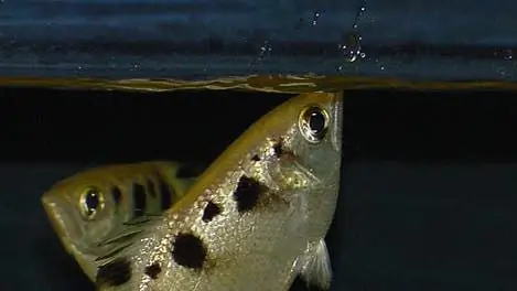 Отзывчивость: Archerfish обязан своей точностью нескольким нейронам
