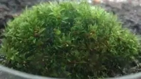 Генетика: Шаг от воды к суше