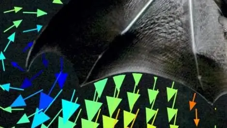 Аэродинамика: летучие мыши в воздухе