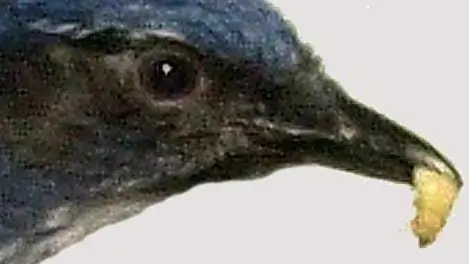 Животный интеллект: с предвидением