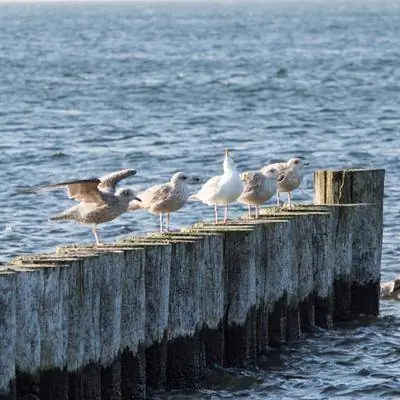По следам селедки вдоль Балтийского побережья Германии