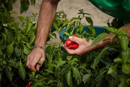 Сбор перца Piment d'Espelette в Atelier du Piment.