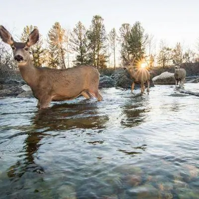 COVID-19 более распространен среди животных, чем мы думали
