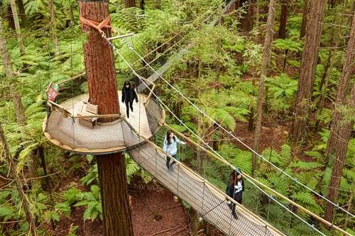 Лес Redwoods Treewalk Whakarewarewa.
