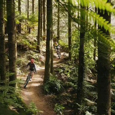 Изучение гейзеров и великолепных секвой в Новозеландском лесу Вакареварева на велосипеде