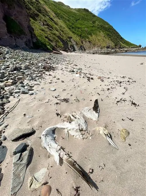 Мертвая олуша, предположительно ставшая жертвой птичьего гриппа, лежит на шотландском пляже.