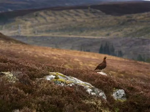 Тетерев, изображенный в шотландском нагорье. Сезон отстрела тетерева начинается на т.н.