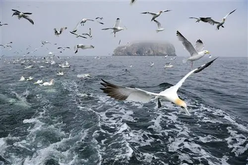 Северные олуши летают у Басс-Рока в шотландском Ферт-оф-Форте - важном месте размножения.