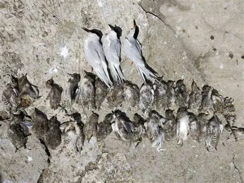 Мертвые розовые крачки изображены с мертвыми птенцами, заповедник RSPB на острове Кок, у побережья Нортумберленда.