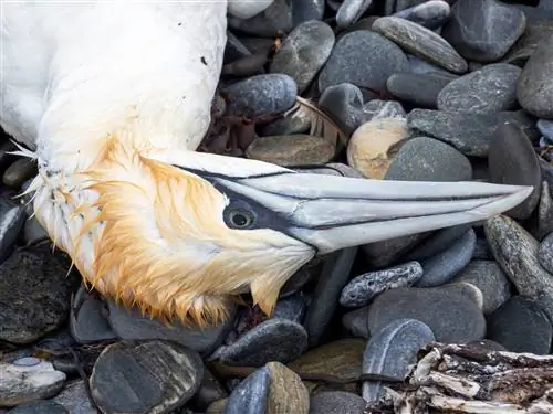 Северная олуша - самый крупный вид морских птиц в Северной Атлантике, у берегов