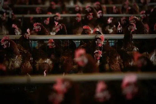 Цыплята изображены на птицефабрике за пределами Шанхая в 2013 году как очень заразный роман.