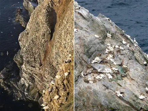 Справа: северные олуши лежат в гнездах, составленных из выброшенной пластиковой сетки, мертвые от вспышки.