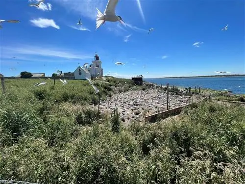 Остров Коке, заповедник RSPB у побережья Нортумберленда, является важной гнездовой колонией для