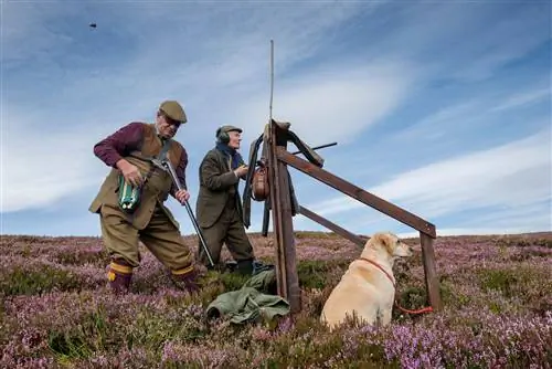 Стрельба по тетеревам на шотландских болотах. Игровая стрельба является основной отраслью промышленности в Великобритании.