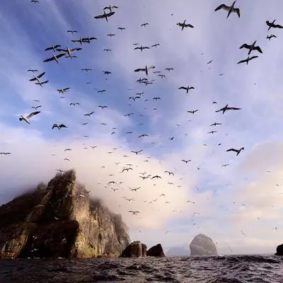 Крупнейшая вспышка птичьего гриппа в Великобритании унесла жизни миллионов птиц, и ученые крайне обеспокоены