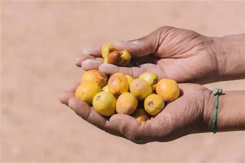 Аргановый фрукт