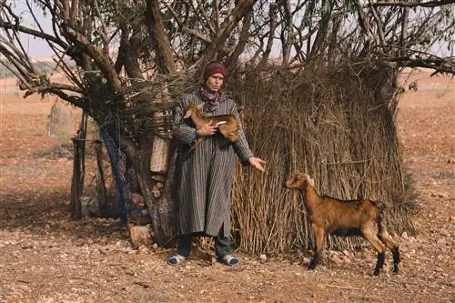 Милуд Банаадди бросил заниматься сельским хозяйством из-за засухи, и у него есть восемь коз, которых он использует для