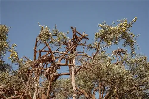 Аргановое дерево с платформами