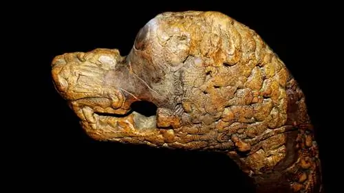 Эта голова известна как «каролинг» в связи с франкской династией правителей -