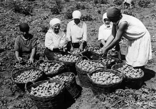 Урожай картофеля в Украине