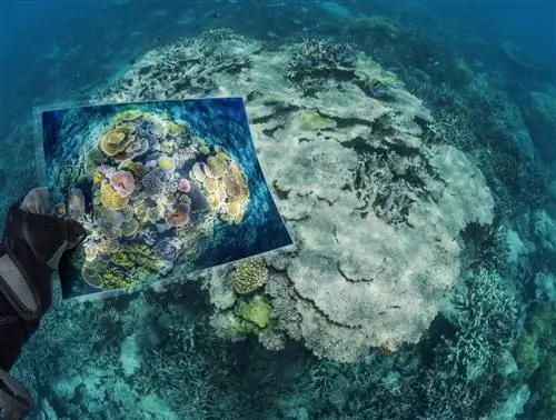 Повышение температуры моря делает условия, необходимые для выживания кораллов, невыносимыми. Рифы - жизненно важная экосистема