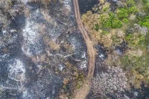 Лесные пожары, сезонно усиливающиеся из-за засушливых периодов и сильной жары, уничтожают экосистемы и высвобождают углерод из одного