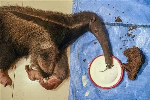 Муравьед с обожженными лапами восстанавливается после травм, перекусывая молоком и муравьями в