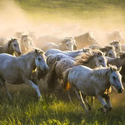Наконец-то может быть раскрыто загадочное происхождение домашних лошадей
