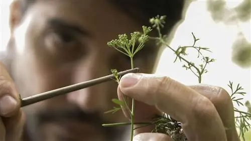 Шеф-повар Вирджилио за работой