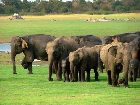 Слоны Шри-Ланки