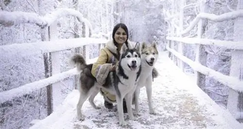 Джейд и хаски