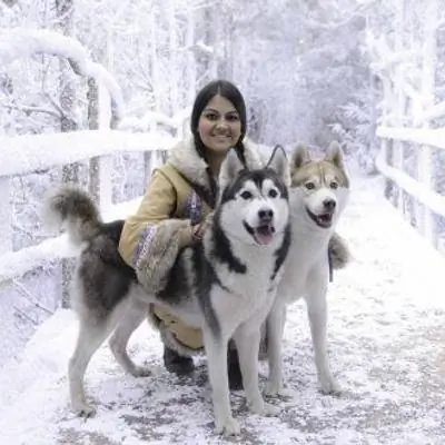 Лапландия приходит в Беркшир