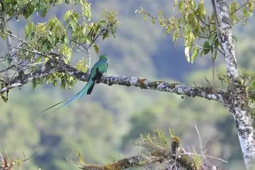 Кецаль сидит на ветке дерева агуакатильо.