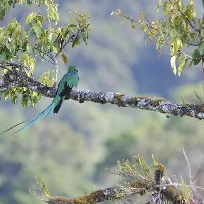 Коста-Рика: полет фантазии