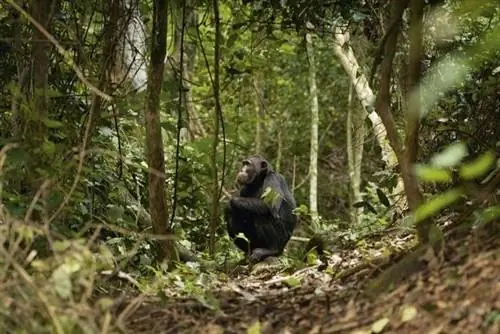 Шимпанзе могут двигаться со скоростью молнии, поэтому не бывает двух одинаковых поисков.