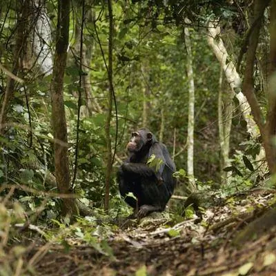 Восточная Африка: Встреча с Доктором Джейн