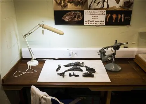 Фрагменты черепа мантеллизавра в подвале Музея естественной истории.