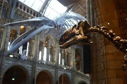 Мантеллизавр выглядывает из своего футляра в зал Хинтце, где находится скелет синего кита «Надежда».